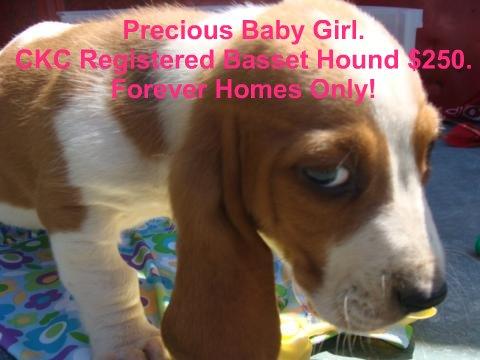 Happy's Baby Girl Born February 27th. $250 CKC Registered